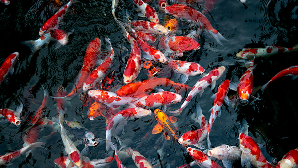 koi pond, landscaping